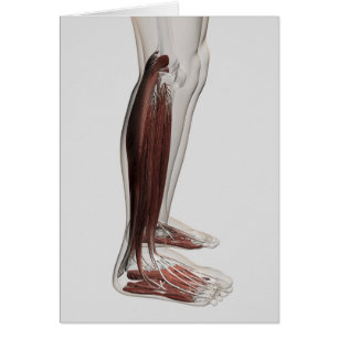 Male Muscle Anatomy Of The Human Legs, Anterior 3