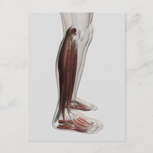Male Muscle Anatomy Of The Human Legs, Anterior 3 Postcard