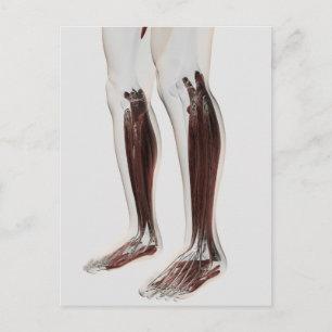 Male Muscle Anatomy Of The Human Legs, Anterior 6 Postcard