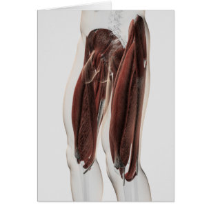 Male Muscle Anatomy Of The Human Legs, Side View