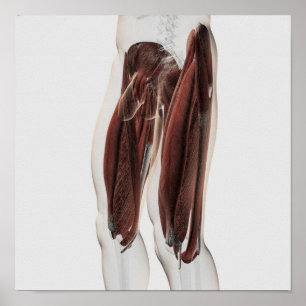 Male Muscle Anatomy Of The Human Legs, Side View Poster