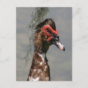 Male Muscovy Duck Photo Postcard