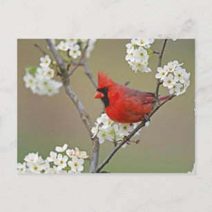 Male Northern Cardinal among pear tree Postcard