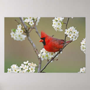 Male Northern Cardinal among pear tree Poster