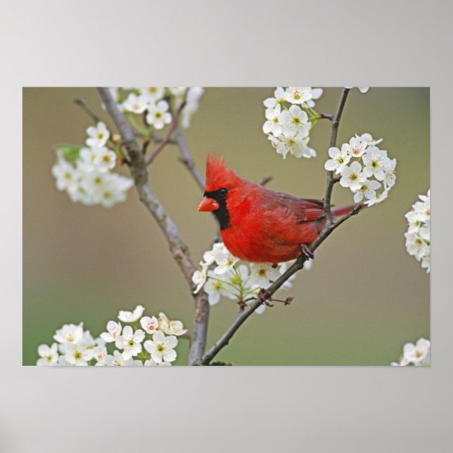 Male Northern Cardinal among pear tree Poster (Front)