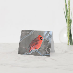 Male northern cardinal blank notecard.  thank you card