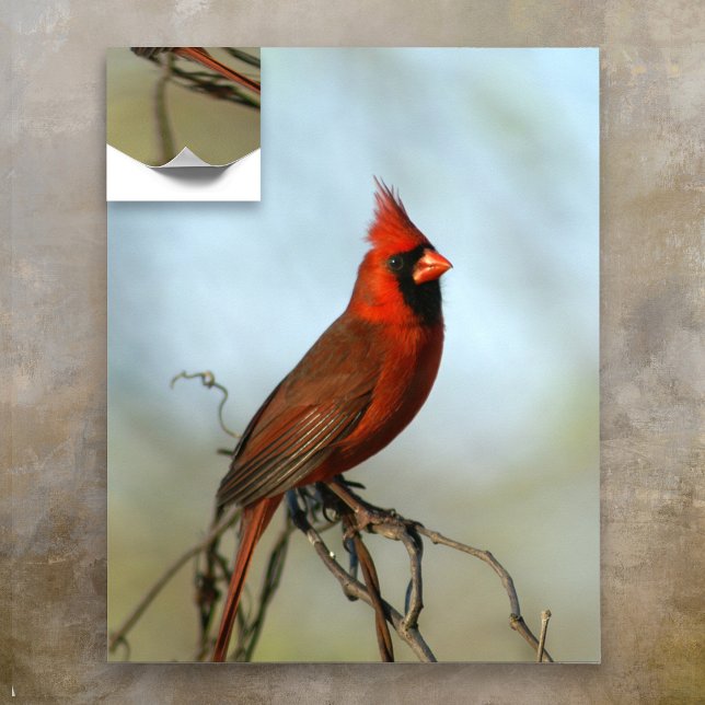 Male Northern Cardinal Poster (Creator Uploaded)