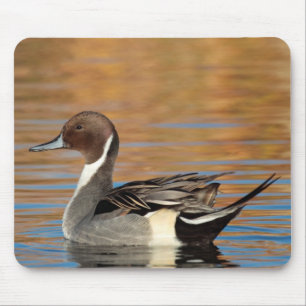 Male Northern Pintail Mouse Pad