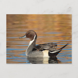 Male Northern Pintail Postcard