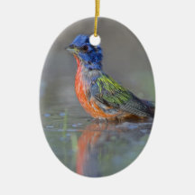 Male Painted Bunting