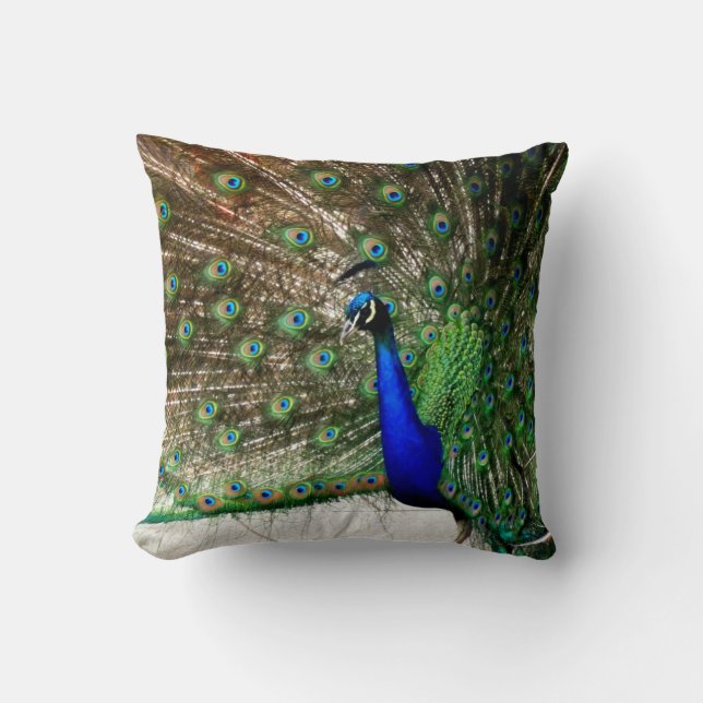 Male Peacock Feather Display Cushion (Front)