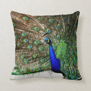 Male Peacock Feather Display Cushion