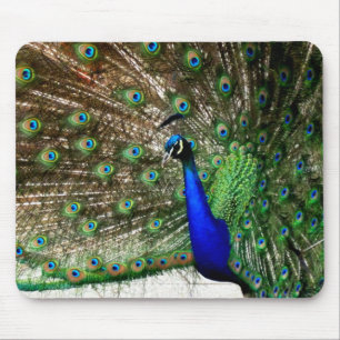 Male Peacock Feather Display Mouse Pad