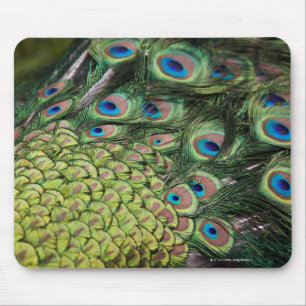 Male peacock (Pavo cristatus) displaying tail Mouse Pad