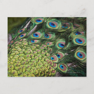 Male peacock (Pavo cristatus) displaying tail Postcard