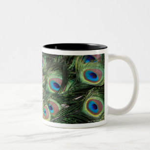 Male peacock (Pavo cristatus) displaying tail Two-Tone Coffee Mug