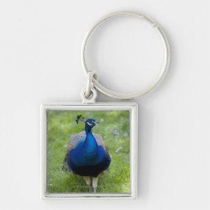Male peacock (Pavo cristatus) Key Ring
