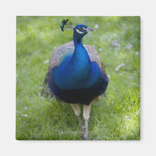 Male peacock (Pavo cristatus) Magnet