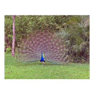 Male Peacock Photo Print