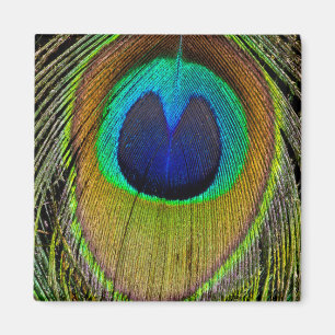 Male peacock tail feathers magnet