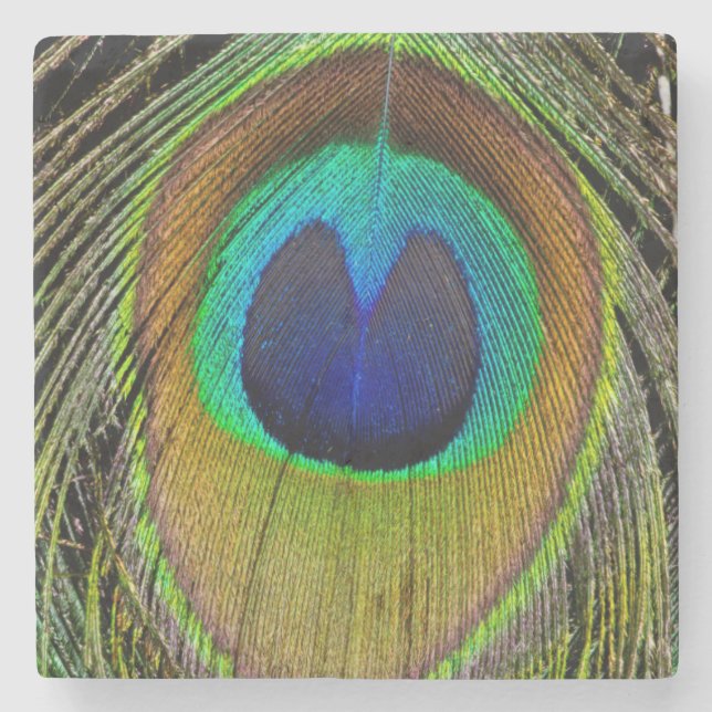 Male peacock tail feathers stone coaster (Front)