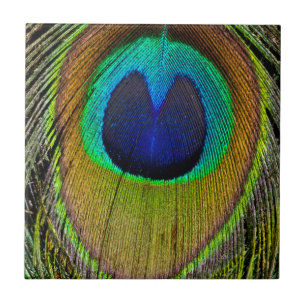 Male peacock tail feathers tile