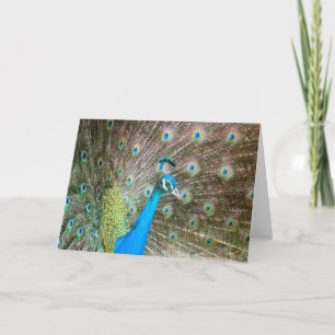 Male Peacock with Feathers Out - Bird Photo Blank Card