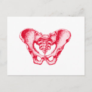 Male Pelvis Red Postcard