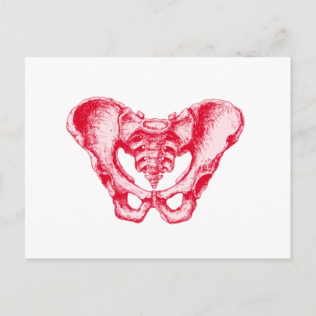 Male Pelvis Red Postcard (Front)