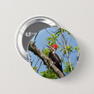 Male Pileated Woodpecker 6 Cm Round Badge