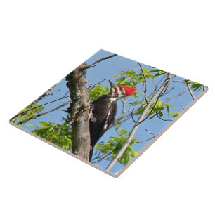 Male Pileated Woodpecker Ceramic Tile