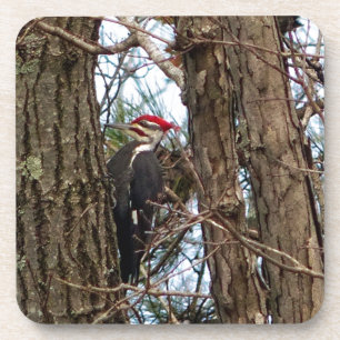 Male Pileated Woodpecker Coaster
