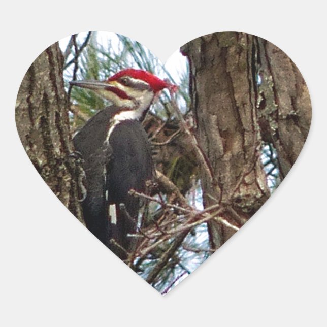 Male Pileated Woodpecker Heart Sticker (Front)