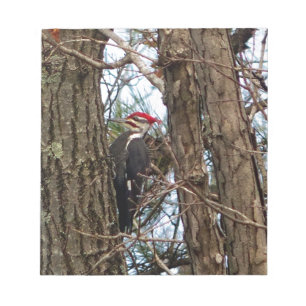 Male Pileated Woodpecker Notepad
