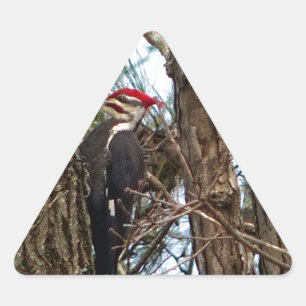 Male Pileated Woodpecker Triangle Sticker