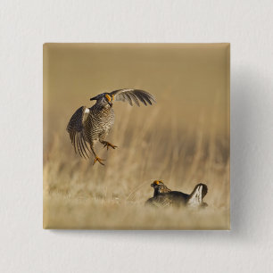 Male prairie chickens at lek in Loup County 15 Cm Square Badge