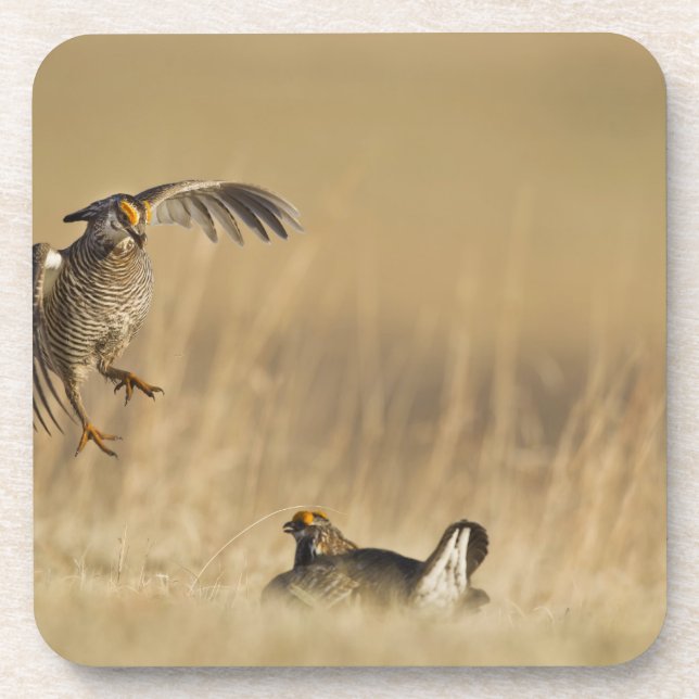 Male prairie chickens at lek in Loup County Coaster (Front)