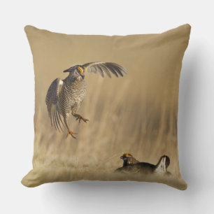 Male prairie chickens at lek in Loup County Cushion