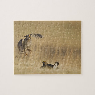 Male prairie chickens at lek in Loup County Jigsaw Puzzle