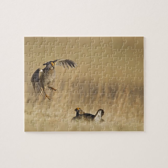 Male prairie chickens at lek in Loup County Jigsaw Puzzle (Horizontal)