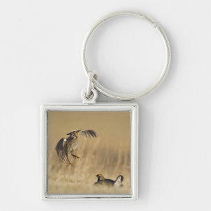 Male prairie chickens at lek in Loup County Key Ring