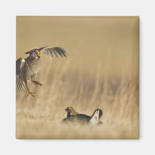 Male prairie chickens at lek in Loup County Magnet