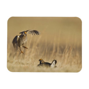 Male prairie chickens at lek in Loup County Magnet