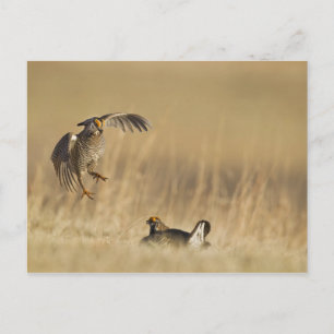 Male prairie chickens at lek in Loup County Postcard