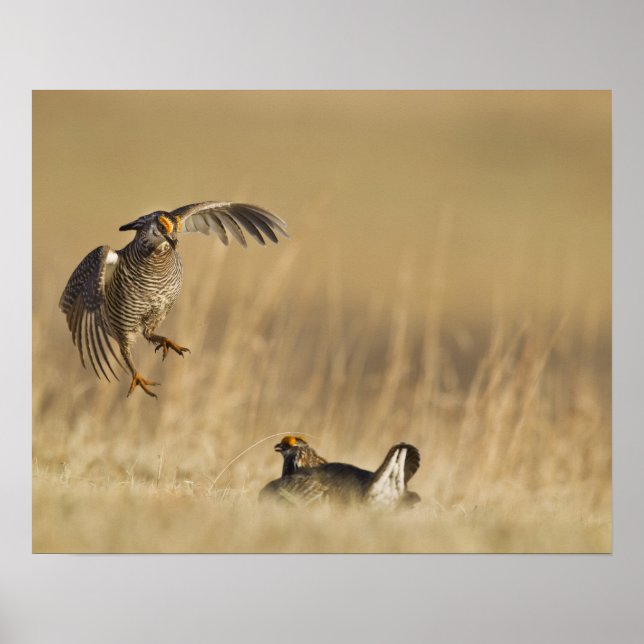 Male prairie chickens at lek in Loup County Poster (Front)
