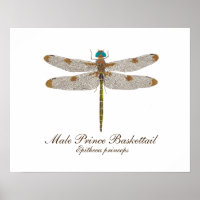 Male Prince Baskettail Dragonfly Art