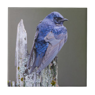 Male Purple Martin nest over Lake Sammamish Ceramic Tile