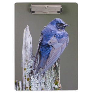 Male Purple Martin nest over Lake Sammamish Clipboard