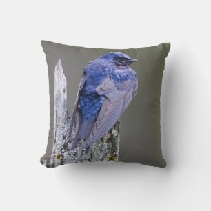 Male Purple Martin nest over Lake Sammamish Cushion