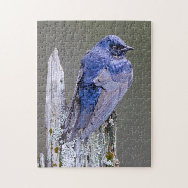 Male Purple Martin nest over Lake Sammamish Jigsaw Puzzle (Vertical)